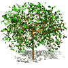 Arbre